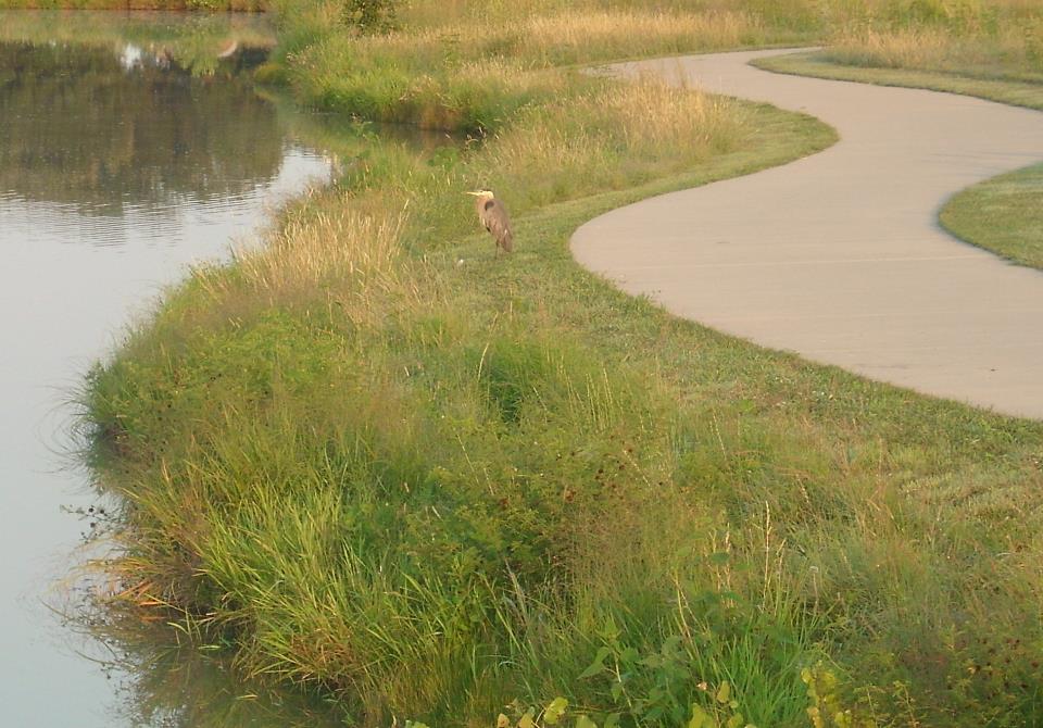 Springlake pond, bird, path