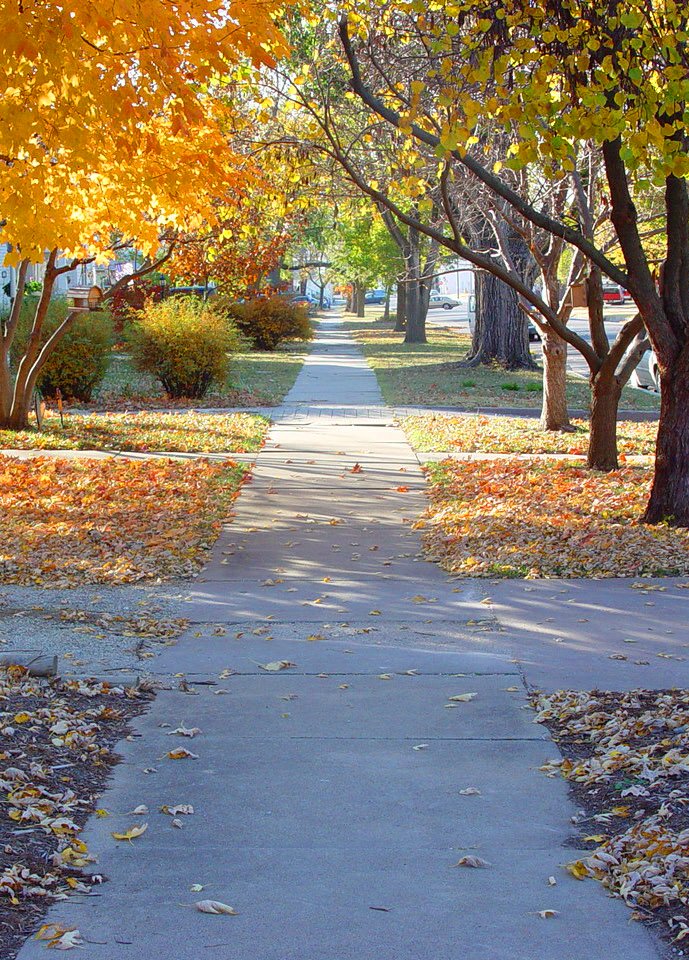 Sidewalk surrounded by autumn trees